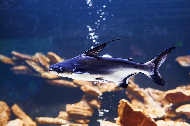 Pangasiidae animal Vista subaquática de perto de peixes tropicais Vida no oceano