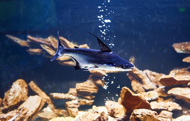 Pangasiidae animal Vista subaquática de perto de peixes tropicais Vida no oceano