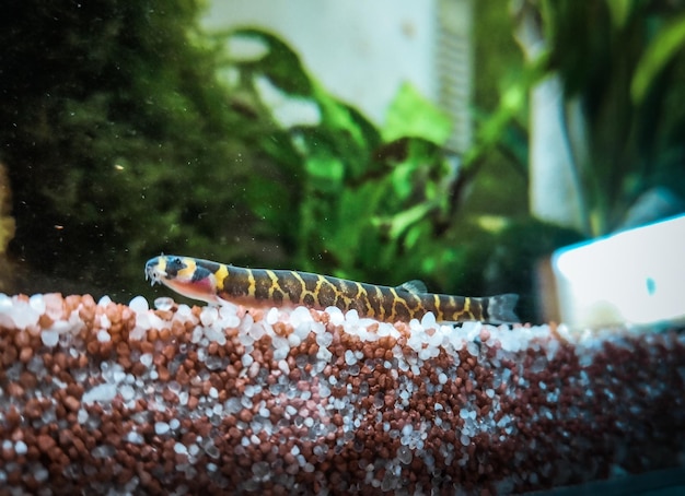 Pangio kuhli kuhli loach en acuario