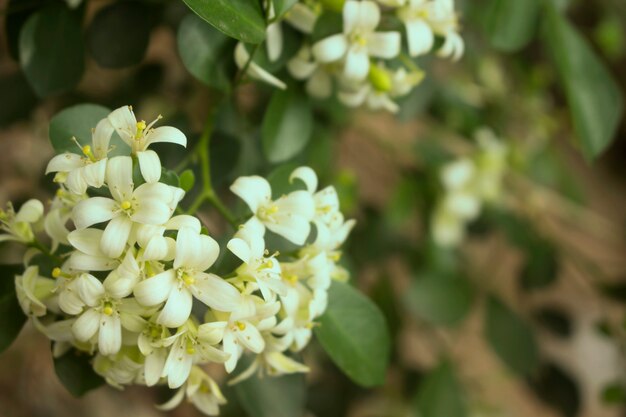 Paniculata de murraya no jardim.