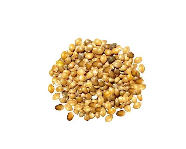 Panicum sumatrense oder Kleine Hirse oder Hirse ist eine einjährige krautige Pflanze