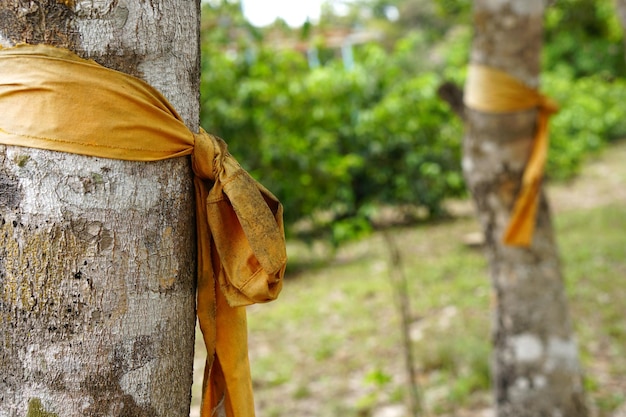 pano amarelo amarrado a uma grande árvore representa a conservação da natureza