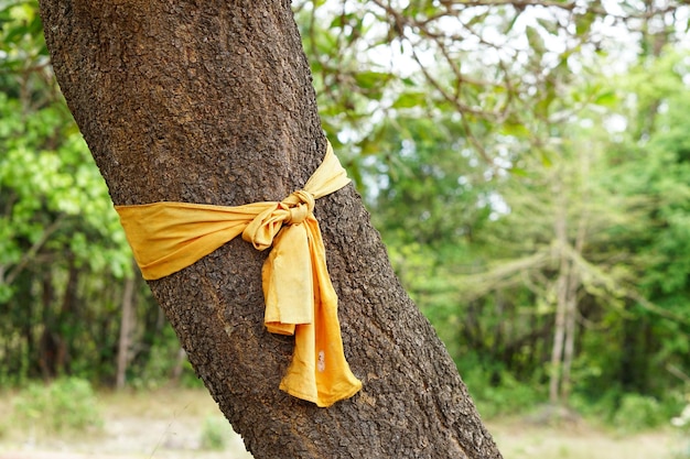 pano amarelo amarrado a uma grande árvore representa a conservação da natureza