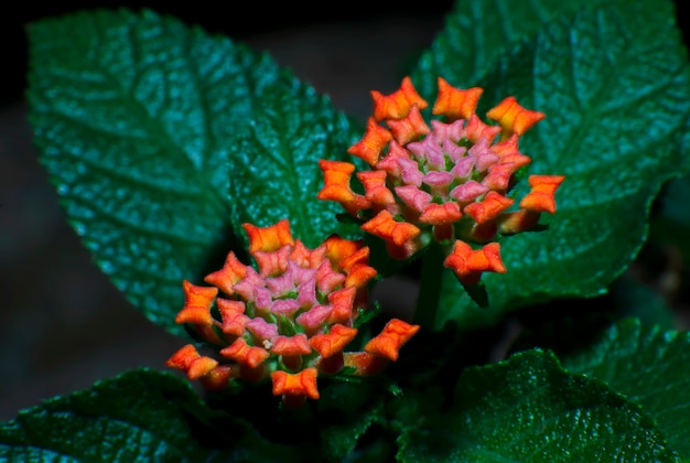 Pano de Flores de Ouro Lantana camara Verbenaceae