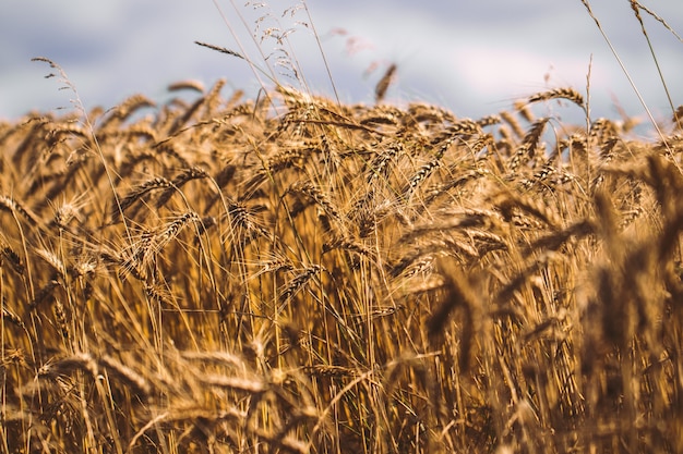 Pano de fundo de amadurecimento das espigas do campo de trigo amarelo no fundo do sol nublado céu laranja. Copie o espaço dos raios do sol poente no horizonte no prado rural Feche a foto da natureza Idéia de uma rica colheita