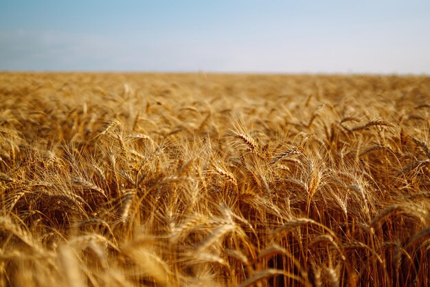 Pano de fundo de espigas maduras de campo de trigo amarelo no pôr do sol Feche a foto da natureza Ideia de colheita rica