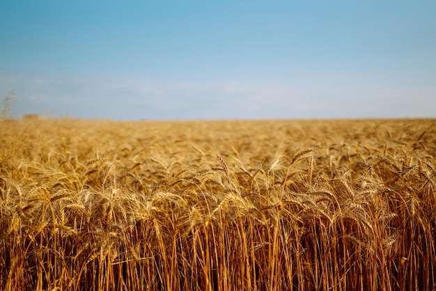 Pano de fundo de espigas maduras de campo de trigo amarelo no pôr do sol Feche a foto da natureza Ideia de colheita rica