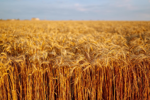 Pano de fundo de espigas maduras de campo de trigo amarelo no pôr do sol Feche a foto da natureza Ideia de colheita rica