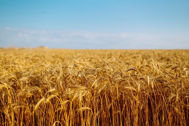 Pano de fundo de espigas maduras de campo de trigo amarelo no pôr do sol Feche a foto da natureza Ideia de colheita rica