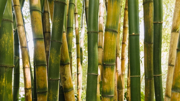 Foto pano de fundo de hastes de bambu