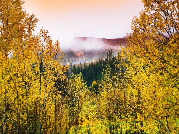 Pano de fundo horizontal vívido da paisagem do outono da Noruega