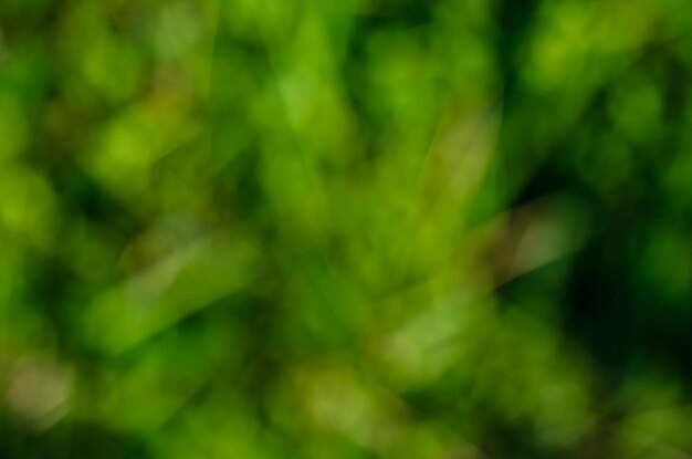 Pano de fundo verde abstrato e turva. Fundo natural