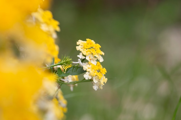 Paño de flor de oro