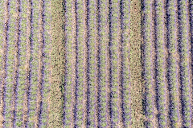 Panorama aéreo maravilloso agrícola en Provenza, Francia. Paisaje tranquilo de hermoso campo