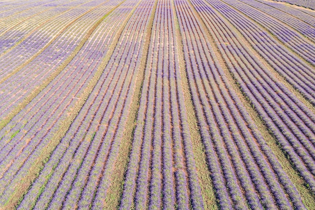 Panorama aéreo maravilloso agrícola en Provenza, Francia. Paisaje tranquilo de hermoso campo