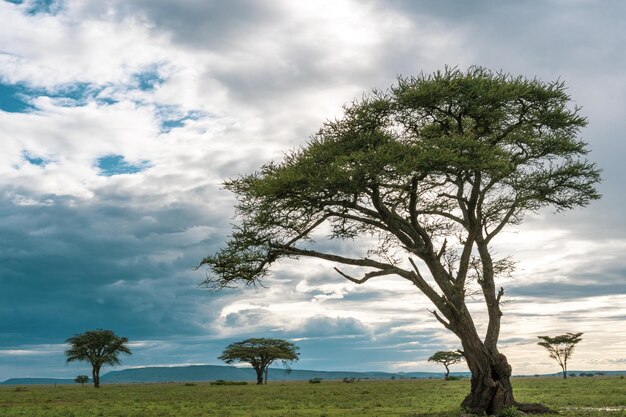 Foto panorama africano en el parque nacional del serengeti