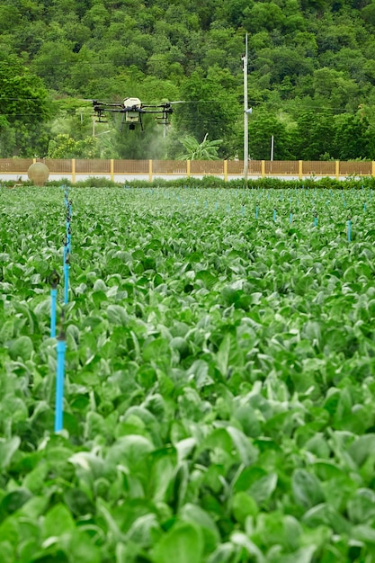 Panorama de la agricultura drone volar a fertilizantes rociados en el campo Kale, el agricultor inteligente utiliza drone concepto de tecnología inteligente