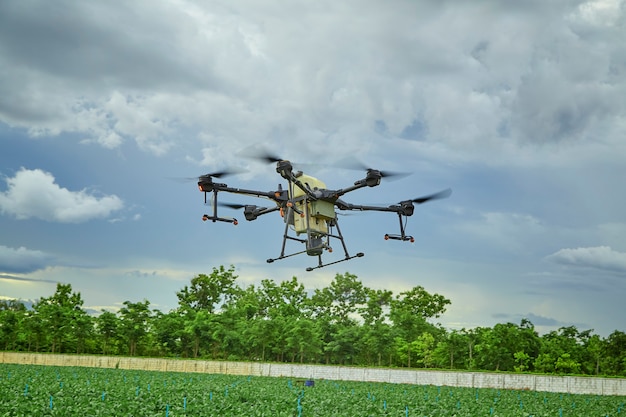 Panorama de la agricultura drone volar a fertilizantes rociados en el campo Kale, el agricultor inteligente utiliza drone concepto de tecnología inteligente