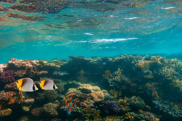 Panorama de arrecifes de coral bajo el agua en el mar rojo