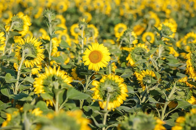 Panorama auf dem Gebiet der blühenden Sonnenblumen am sonnigen Tag