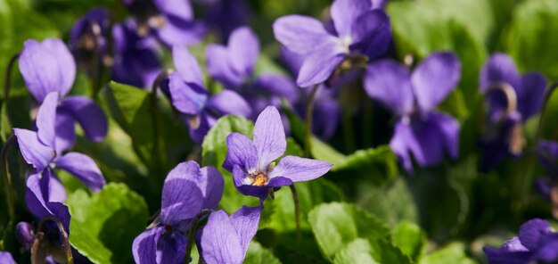 Panorama-Aufnahme blühende Violetten grün