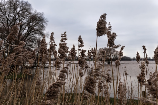 Panorama-Aufnahme von Bäumen auf dem Feld gegen den Himmel