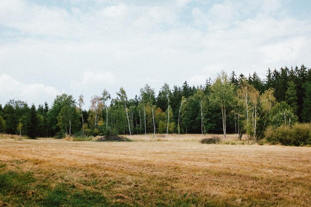 Panorama-Aufnahme von Bäumen auf dem Feld gegen den Himmel