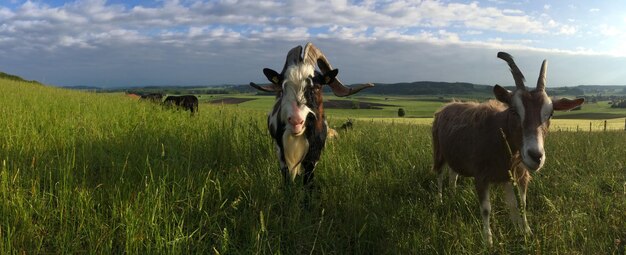 Foto panorama-aufnahme von ziegen auf einem grasbewachsenen feld gegen den himmel