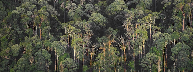 Panorama-Banner-Hintergrund der tropischen Waldlandschaftsszene für die Verwendung im Konzept der Umweltökologie und der nachhaltigen Energie oder der Erde-Tag-Wildholzlandschaft, die für die Tapete von Spa und Tourismus verwendet wird