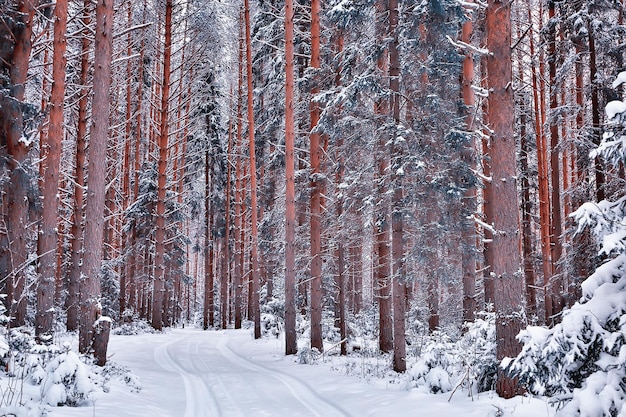 panorama bosque invernal paisaje nieve, vista estacional abstracta de taiga, árboles cubiertos de nieve