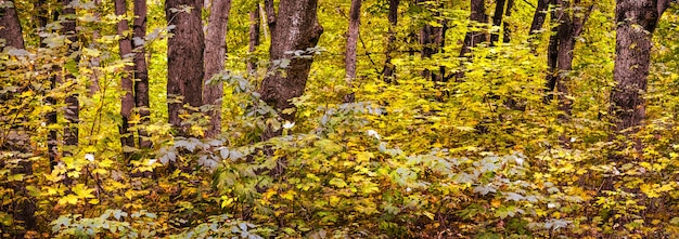 Panorama del bosque otoñal con troncos de árboles y hojas gruesas amarillas