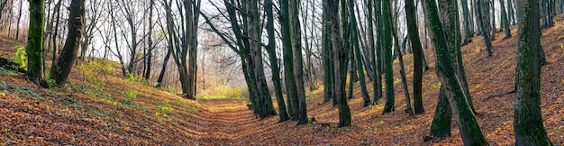 Panorama del bosque de otoño con árboles desnudos y hojas caídas en el suelo. A finales de otoño en el bosque