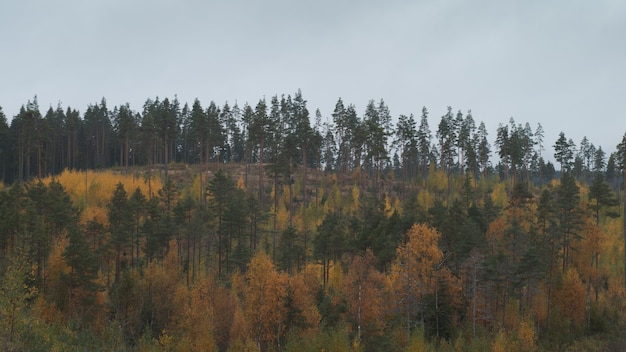 Panorama del bosque de otoño. Follaje amarillento. Nublado.