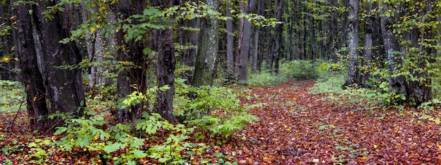 Panorama del bosque de otoño. Hojas caídas en el bosque en un camino de tierra