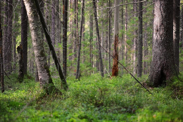 Panorama de los bosques escandinavos verdes