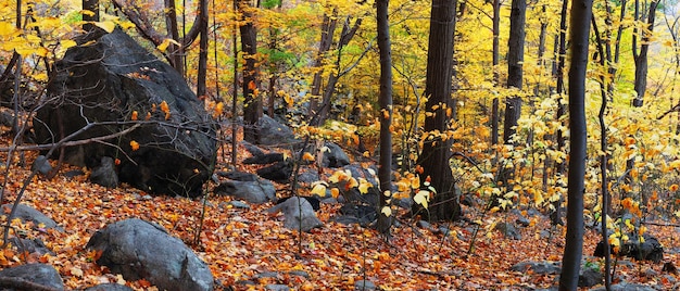 Panorama de bosques de otoño