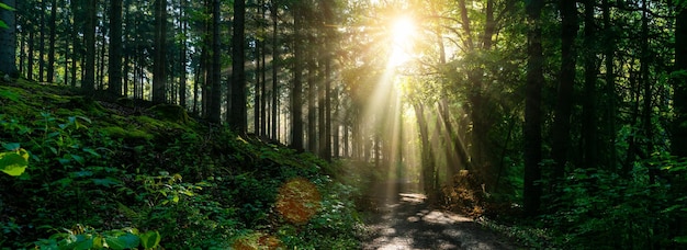 Panorama de un camino hacia el bosque verde de árboles de hoja caduca con el sol proyectando sus rayos de luz a través del follaje