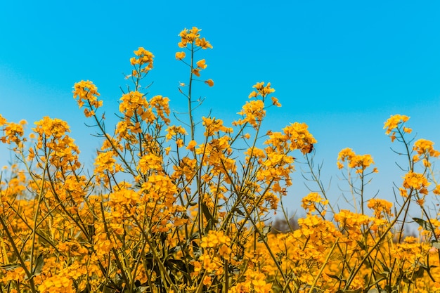 Panorama del campo floreciente, violación amarilla