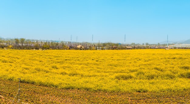 Foto panorama del campo floreciente, violación amarilla