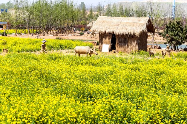 Panorama del campo floreciente, violación amarilla