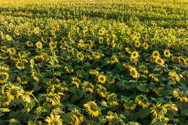 Panorama en el campo de girasoles amarillos brillantes en flor en un día soleado