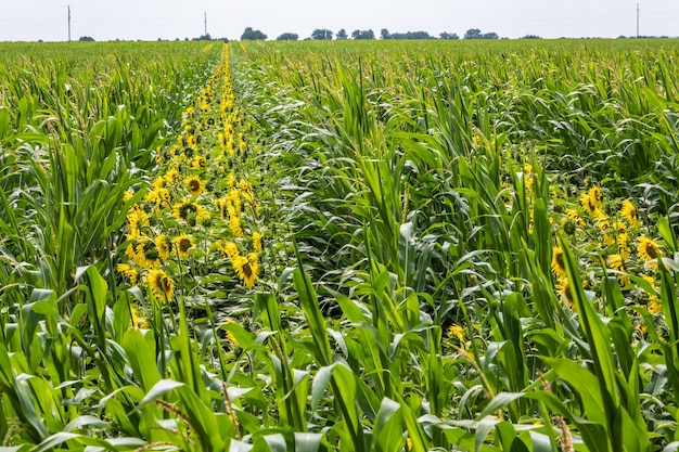 Panorama en el campo de girasoles amarillos brillantes en flor en una noche soleada