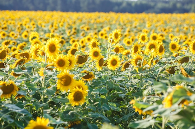 Panorama en campo de girasoles florecientes en un día soleado