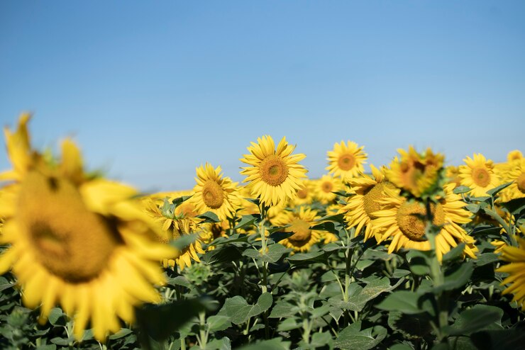 Foto el panorama de campo de plantación de girasoles contra el cielo, vista del prado de la luz del sol