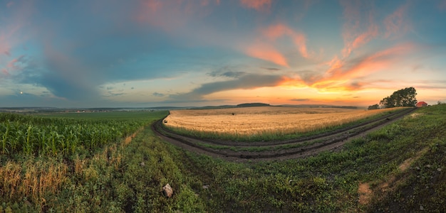 Panorama de un campo de trigo