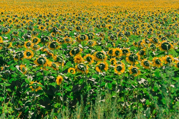 Panorama de los campos de girasol, fondo natural