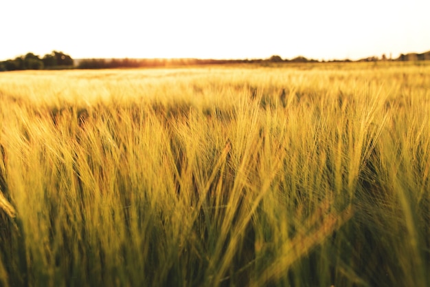 Panorama de campos de grano de trigo dorado