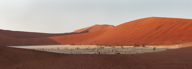 Panorama de las colinas de dunas de arena roja y árboles muertos del valle de Deadvlei