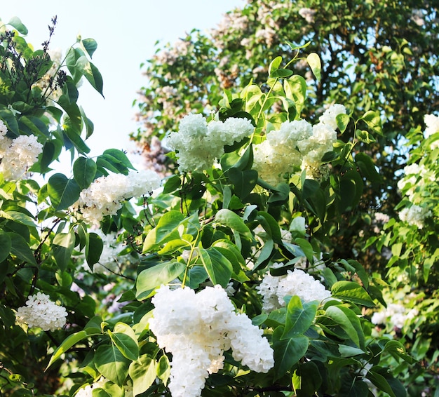 Panorama com lilases brancos no jardim botânico no verão