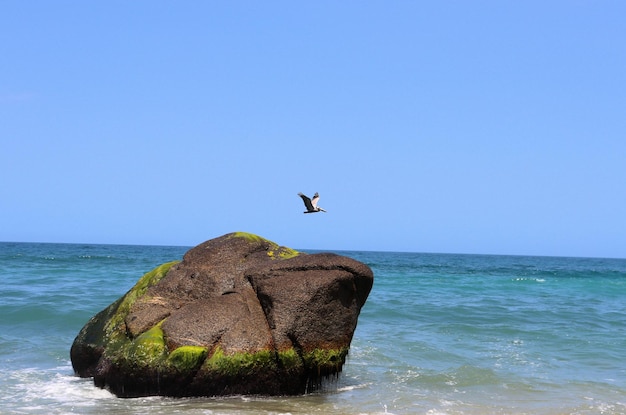 El panorama de la costa del mar, el pelícano y las garzas se sientan en piedras